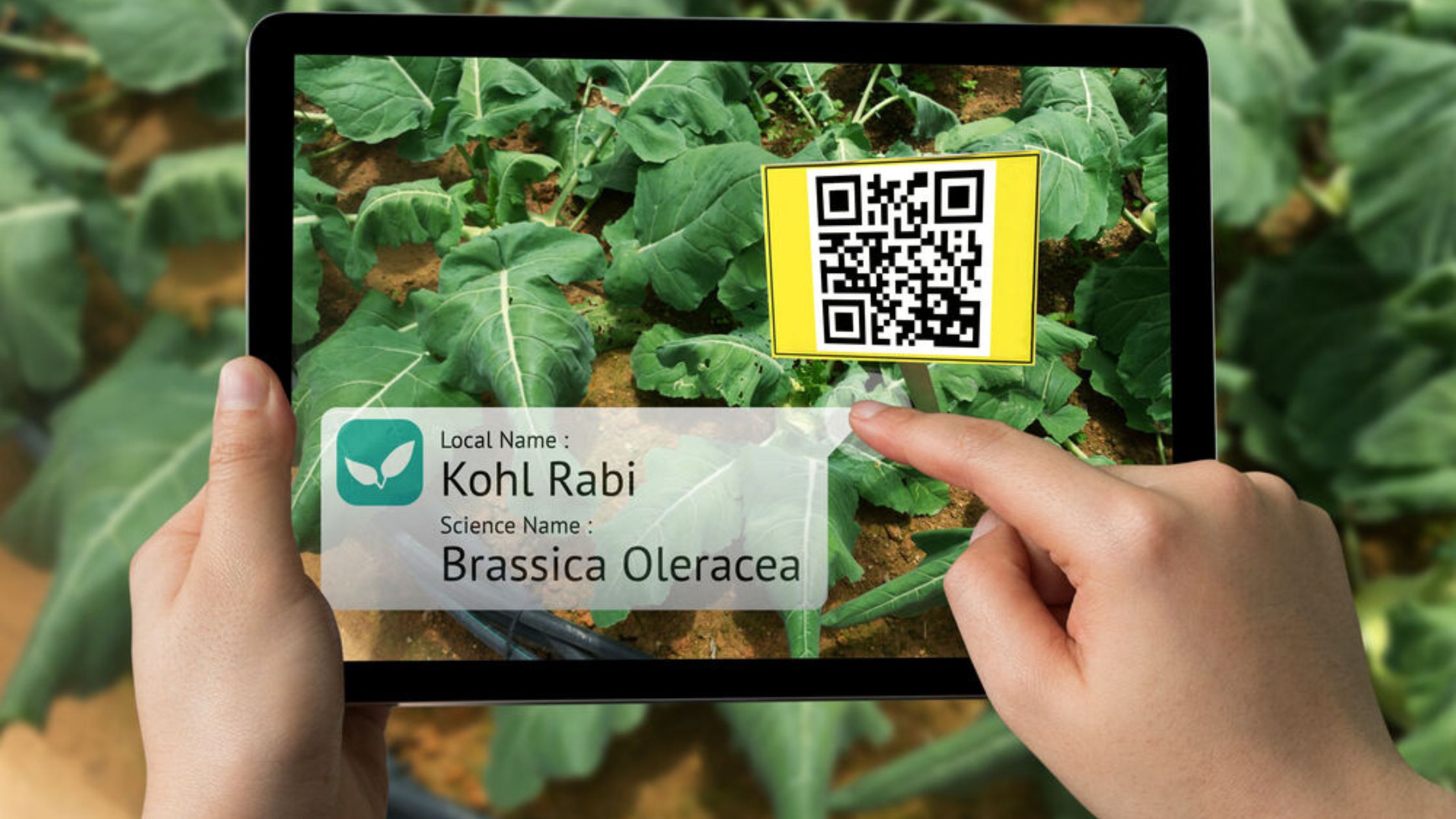 fresh-food-agriculture-barcode-tracking-onetrace